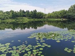 -上海共青森林公园