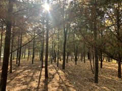 -森林公园(尖草坪区)