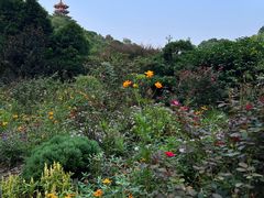 -深圳仙湖植物园