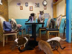 -猫小院猫主题咖啡厅(北锣店)