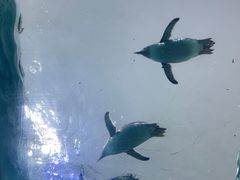 -珠海长隆海洋王国
