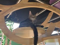 -猫和宫(六道口店)