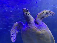 -太平洋海底世界