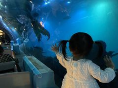 -涛·海底餐厅·美人鱼·自助餐·海底隧道(三亚海棠湾洲际度假酒店)