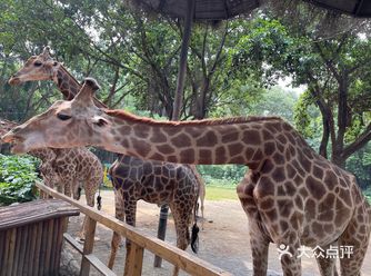 第一站到了长隆野生动物园