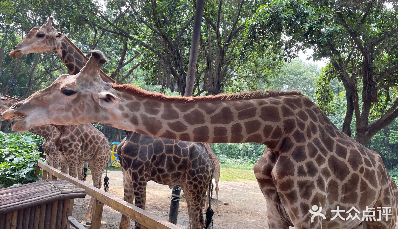 第一站到了长隆野生动物园