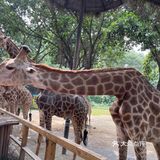 第一站到了长隆野生动物园