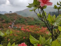 -大围山国家森林公园
