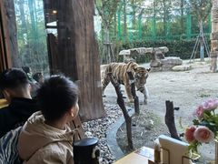 -上海野生动物园老虎餐厅