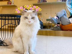 -飞行喵MR PILOT|猫舍·猫咖(静安大融城店)