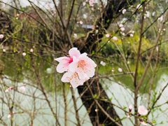 -苏州上方山国家森林公园