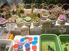 -循礼门鲜花花市(武汉循礼门店)