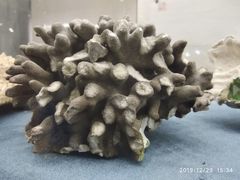 -上海海洋大学鱼文化博物馆(军工路校区)