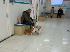 -美联众合动物医院·24h京西诊疗中心