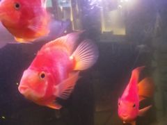 -蓝猫电竞网咖(川大店)