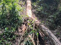 -西双版纳原始森林公园