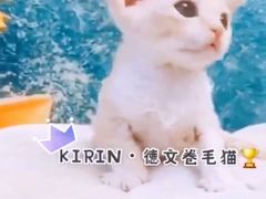 -十年猫舍·猫咪专门店(普陀店)