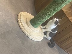 -飞行喵MR PILOT|猫舍·猫咖(静安大融城店)