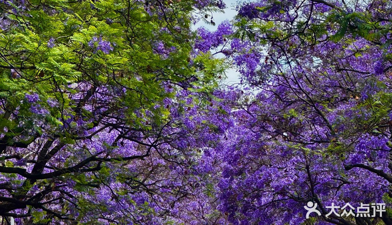赏花吃美食俩不误 妙哉👍