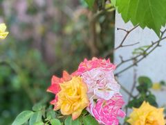 -大塘金香草谷