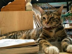 -猫的天空之城概念书店(杭州南宋御街店)