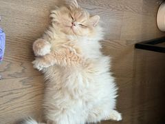 -lincat·猫舍(广州店)