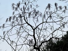 -杭州植物园