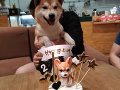 -柴务处·柴犬主题狗咖