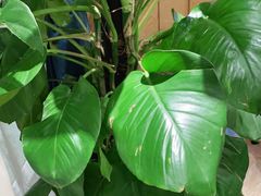 -解家河南菜(商鼎路店)