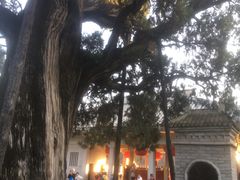 -黄帝陵
