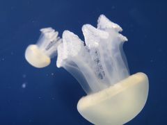 -迪拜水族馆及水下动物园