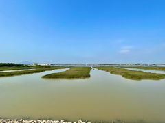 -大湾区中央湿地公园