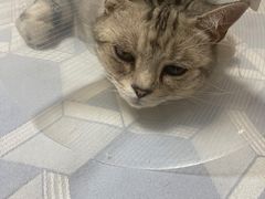 -北京观赏动物医院·24小时大型综合·猫专科·异宠专科