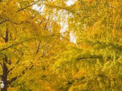 -三里屯东五街银杏大道