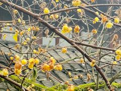 -峨眉山报国寺