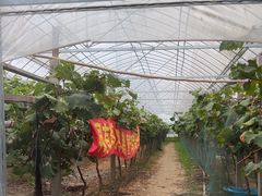 -马陆小张葡萄园农家乐