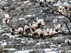 -东华门大街小区