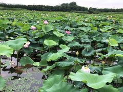 -荷塘月色湿地公园·向阳花洲