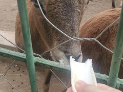 -大青山野生动物园