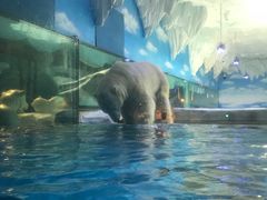 -芜湖新华联大白鲸海洋公园