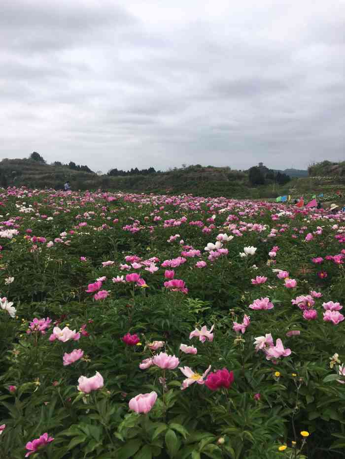 广兴花田