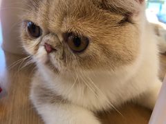 -飞行喵MR PILOT|猫舍·猫咖(静安大融城店)