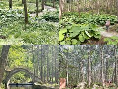 -洛阳白云山景区