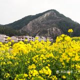春光明媚，义乌何斯路成片的油菜花开啦