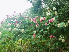 -商丘市人民公园