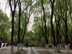 -柳浪闻莺公园