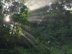 -莫里热带雨林景区