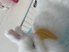 -怪兽屋·羊驼·猫咖·狗咖(俊华广场店)