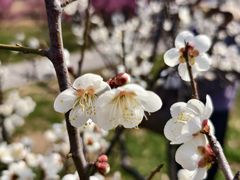 -长广溪湿地公园