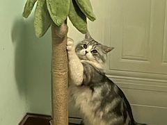 -喵zoo家庭繁育猫舍(尖东智能花园店)
